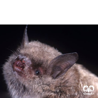 گونه خفاش انگشت دراز Long-fingered Myotis 